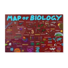 Poster met een relativiteitskaart uit de biologie en wiskundige formules.