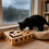 Kattfilslåda berikande leksak för innekatter 1