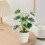 Artificial Potted Plants Realistic Indoor Greenery1Pack 4