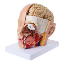 Modelo anatômico da cabeça humana com artérias cerebrais para fins didáticos