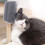 Cat Brush with Catnip Compartment for Self-Grooming 8