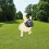 Adjustable short snout dog muzzle full mesh 6