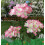 Solar hydrangea LED garden stake light, waterproof, 1 piece 1