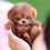 Robotpuppy geel, lopend en blaffend, realistisch 2