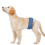Waschbare, wiederverwendbare Hunde-Unterhosen (1 Stück) 8