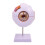 Human Eye Anatomy Model for Teaching Eye Diseases, 6X 1