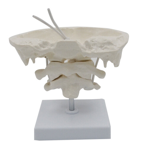 Model cervical uman cu os occipital, mărire de 1,5x