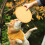 Flying Disk Foldable Polyester 1 Set 6