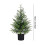 Sapin de Noël ACDANC Real Touch Norfolk Pine 61 cm 4