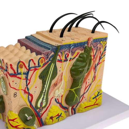 Skin Model Medical Teaching Tool 50X Enlarged 1