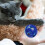Pets First cat ball with bell large size 7