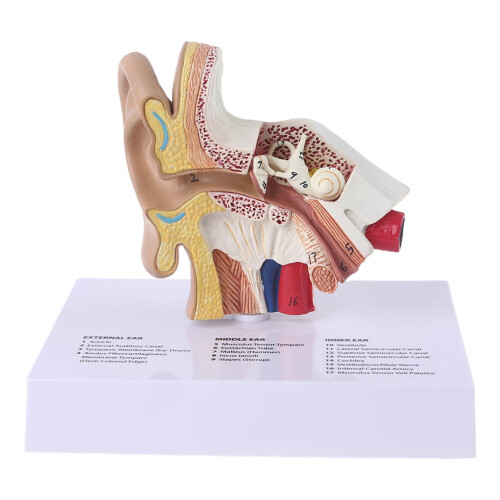 Human Ear Model Anatomy Teaching Tool 1.5x Life Size