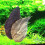 Feuilles d'amandier pour aquarium (10 pièces, 15 cm) 6