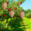 Wasp Nest Decoy Waterproof Fabric 4 Pcs 5
