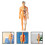Transparent Kids Torso Model Anatomy Kit 1pc 2