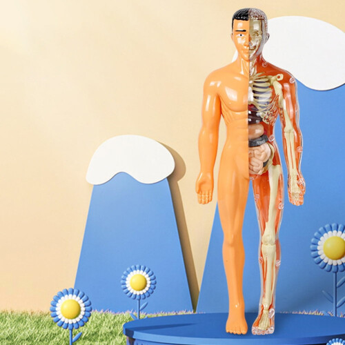 Transparent Kids Torso Model Anatomy Kit 1pc 2