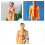 Transparent Kids Torso Model Anatomy Kit 1pc 4