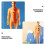 Transparent Kids Torso Model Anatomy Kit 1pc 5