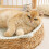 Cuccia per cani e gatti di piccola e media taglia 5