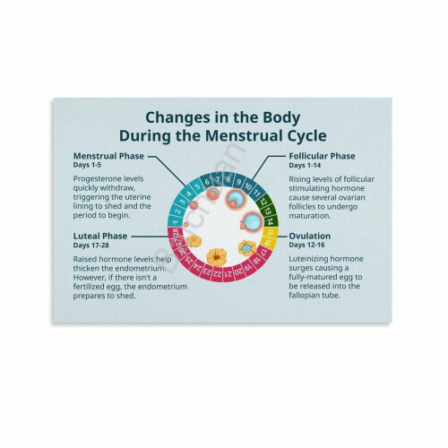 Pôster com gráfico do ciclo menstrual e hormônios femininos1
