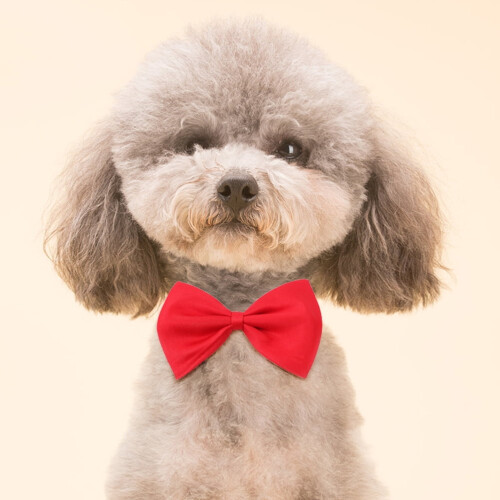 Hundetilbehør assorterede farver 10 stk. 1