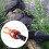 Crow Whistle Decoy with Realistic Sound for Hunting 4