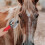 Brosse de toilettage pour chevaux (2 pièces) 8