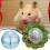 Clear Hamster Exercise Ball for Small Pets 2