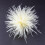 Broche de pluma de avestruz, 1 pieza 7