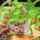 Clear self-sealing cellophane bags 10 pcs 8