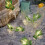 IJzeren Cactus Lichtslinger LED Binnen Decoratief 1 stuk 3
