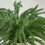 Branches artificielles de pin Norfolk 45 cm (6 pièces) 7
