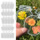 Lesezeichen mit gepressten Blumen, transparentes botanisches Set, 20 Stück 1