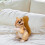 Lifelike Chipmunk Plush Toy Soft Safe Realistic 1 Piece 5
