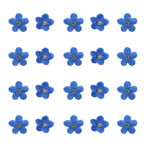 Blue Forget Me Not Dried Pressed Flowers 1 Pack