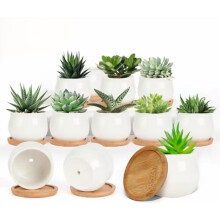 Mini pot à succulentes blanc de 6,35 cm en céramique avec plateau en bambou