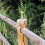 Roman Pillars Craft Spindles Khaki 10 Pcs 2