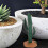 Decorazione con cactus artificiali, finta pianta grassa, 2 pezzi 4