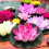 Nénuphars artificiels flottants PU3pcs 6