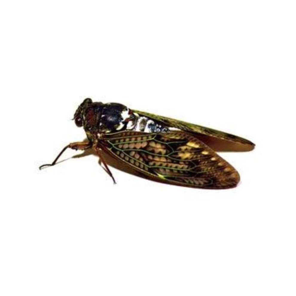 3D Insect Car Sticker Dragonfly Vinyl Decal 975221308573