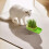 Cat Grass Growing Kit Soilless Hydroponic Pot 1 Pack 5