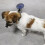Pet Grooming Suction Cup Holder Adjustable Restraint Loop 3