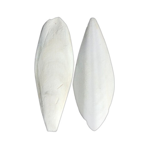 Natural Cuttlefish Bone for Birds Parrots Tortoises 9-12cm 1