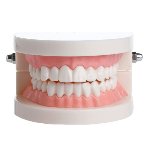 Dental study teeth model for oral care education 1