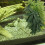 Grönvin för reptilakvarium 30 cm 3 delar 5