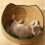 Cat Scratcher Round Scratch Board for Large Indoor Cats 1