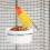 OUNONA Gamelle suspendue pour petits oiseaux 6