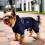 Jaqueta de inverno impermeável com capuz e forro de lã para cães. 5