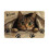 Πατάκι δαπέδου Cats Crystal Velvet, αντιολισθητικό, απορροφητικό νερού 2