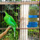 Automatic Bird Feeder and Water Dispenser Plastic Clip for 2